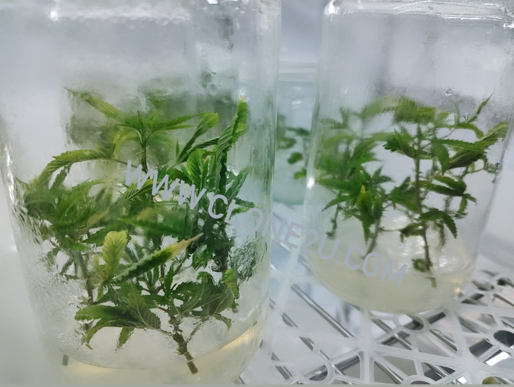 TISSUE CULTURE