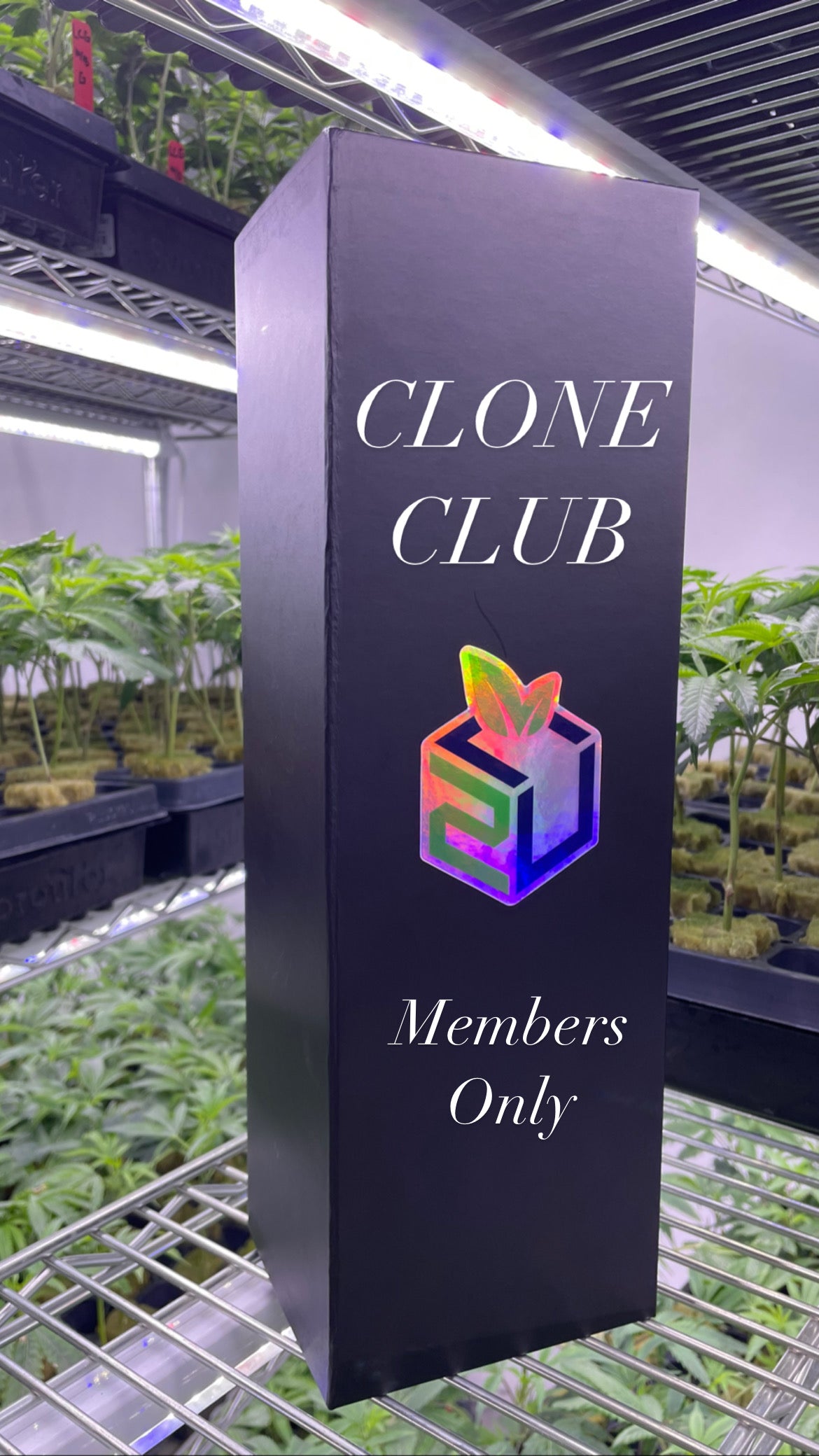 CLONE CLUB