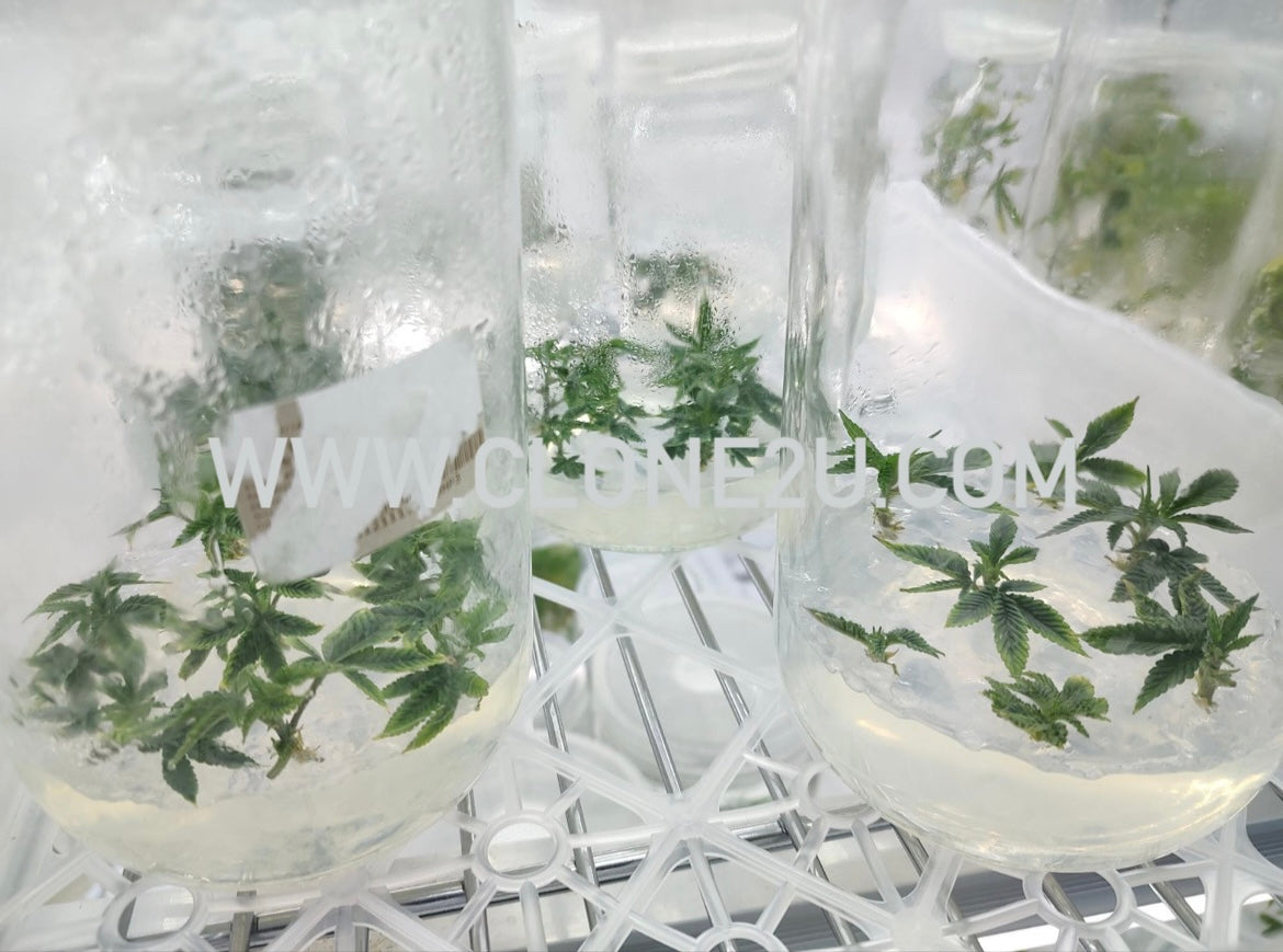 Tissue Culture Plantlets - "Generation 0"