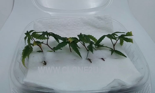 Tissue Culture Plantlets - "Generation 0"