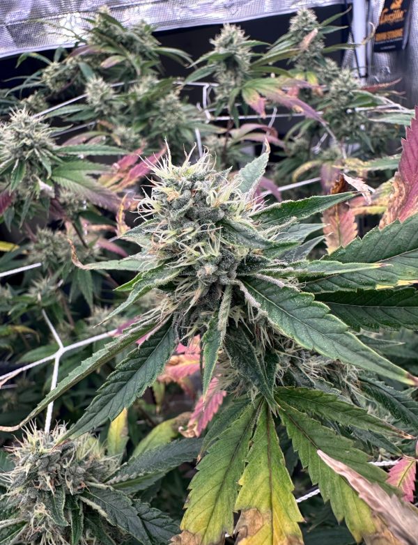 BTY OG - Image 4