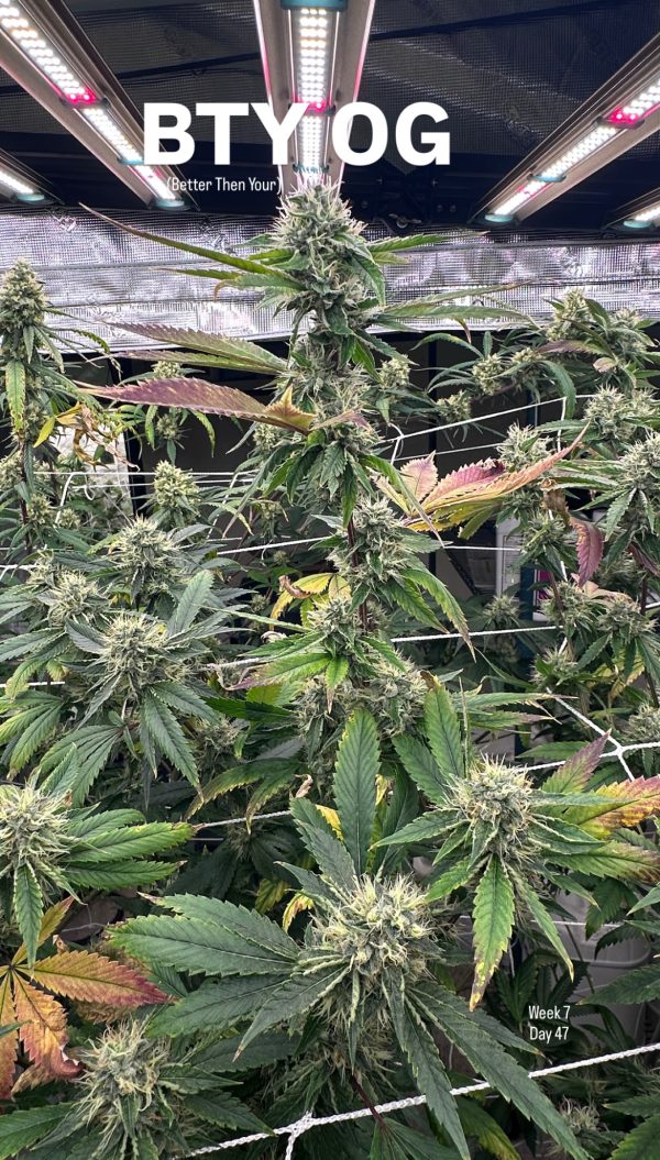 BTY OG - Image 13