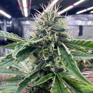BTY OG