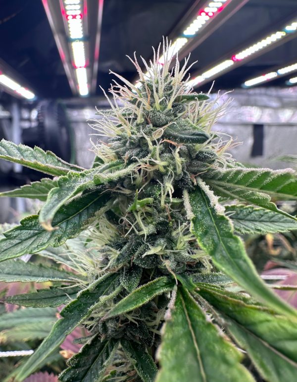 BTY OG