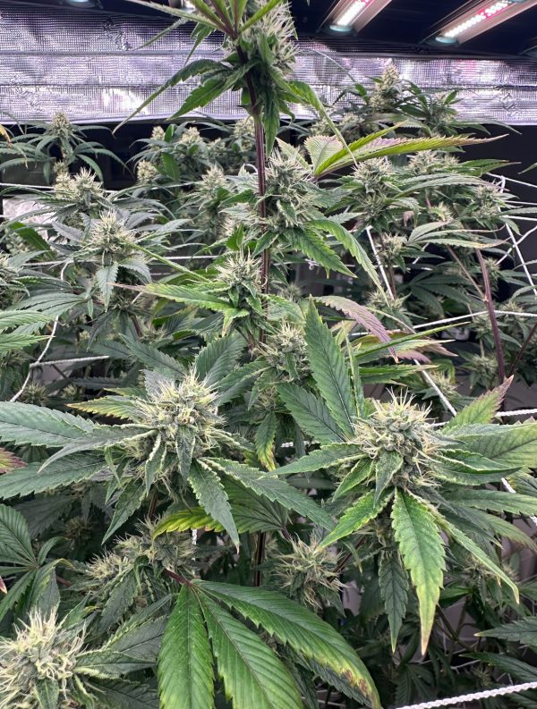 BTY OG - Image 6