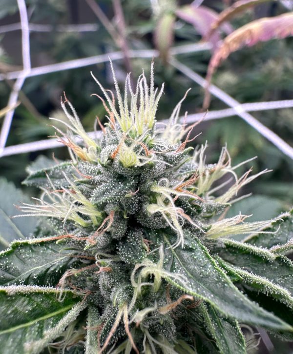 BTY OG - Image 7