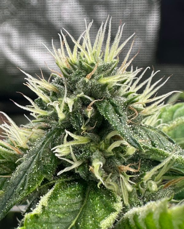 BTY OG - Image 8