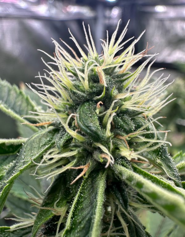 BTY OG - Image 9