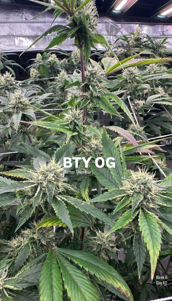 BTY OG - Image 10