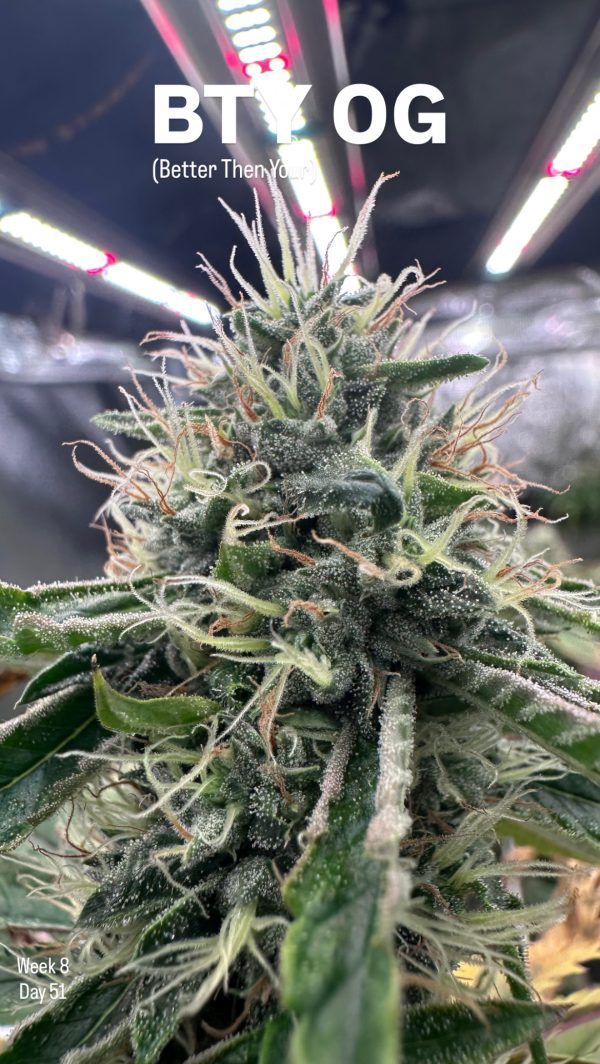 BTY OG - Image 12