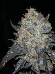 Blackwater-OG