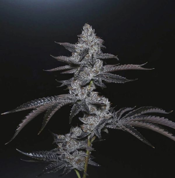 Blue Nerdz Strain