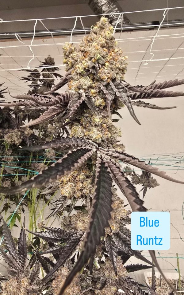 Blue Runtz