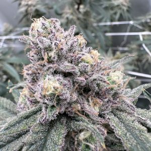 Blueberry Muffin