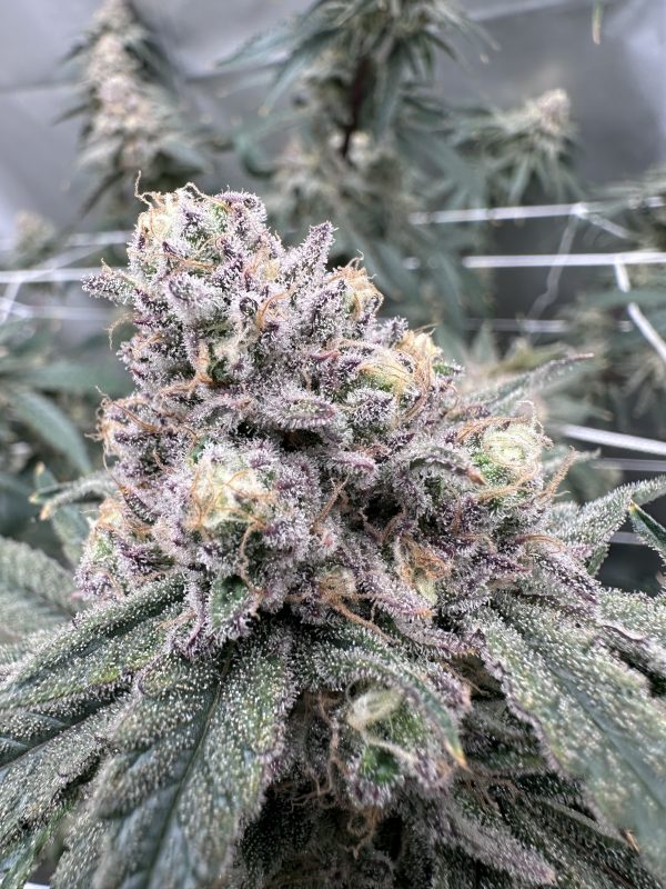 Blueberry Muffin