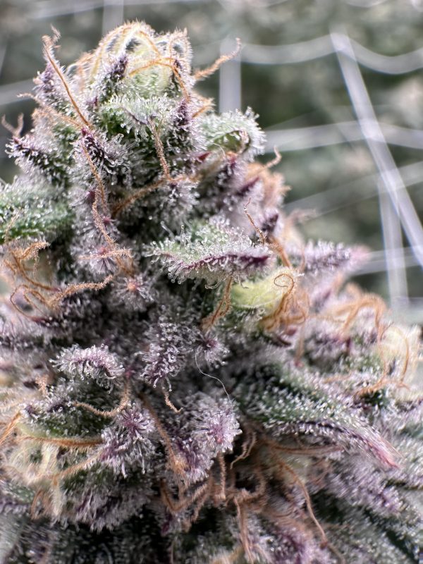 Blueberry Muffin - Image 4