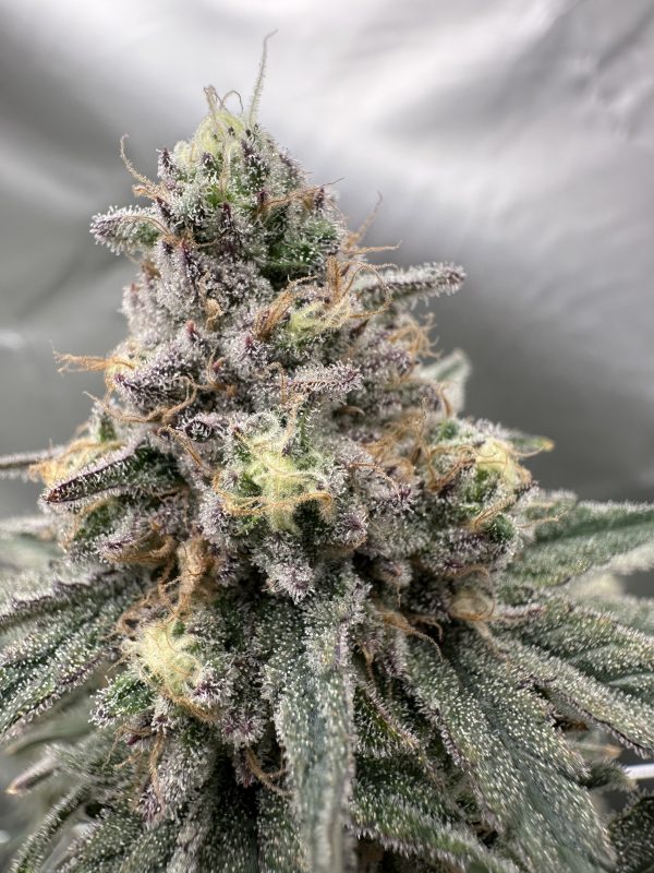 Blueberry Muffin - Image 3