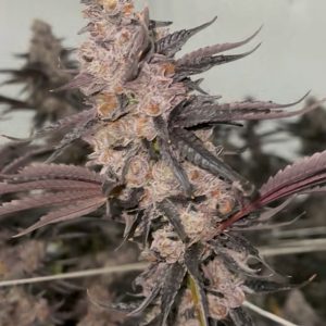 Crunch-Berriez