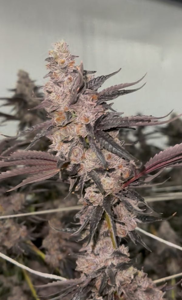 Crunch-Berriez