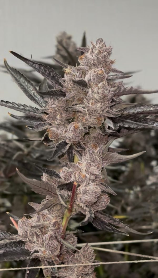 Crunch Berriez - Image 3