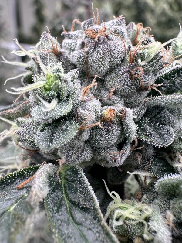 GMO - Image 2