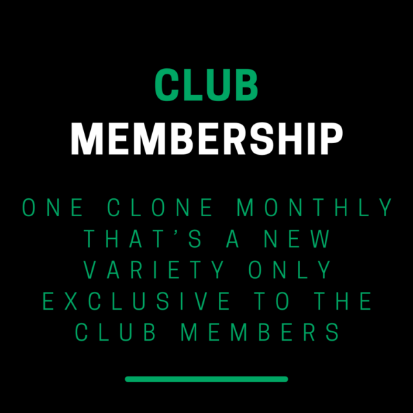 CLONE CLUB - Image 2