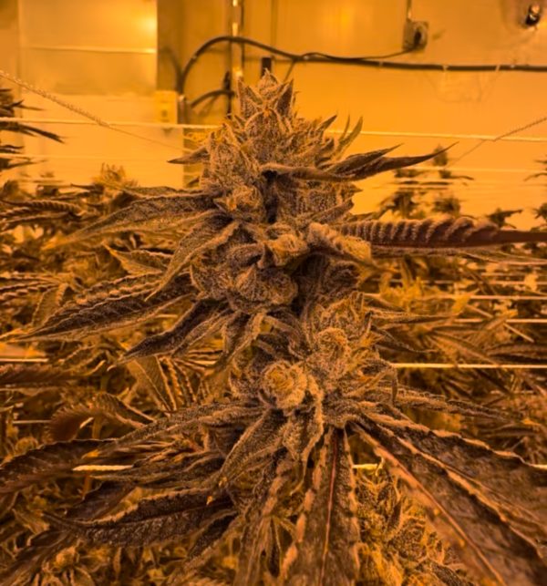 Lemon Cherry Gelato - Image 6
