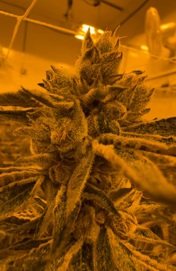 Lemon Cherry Gelato - Image 5