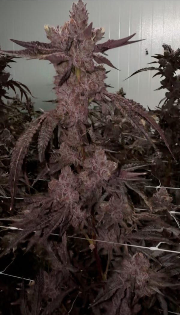 Lemon Cherry Gelato - Image 4
