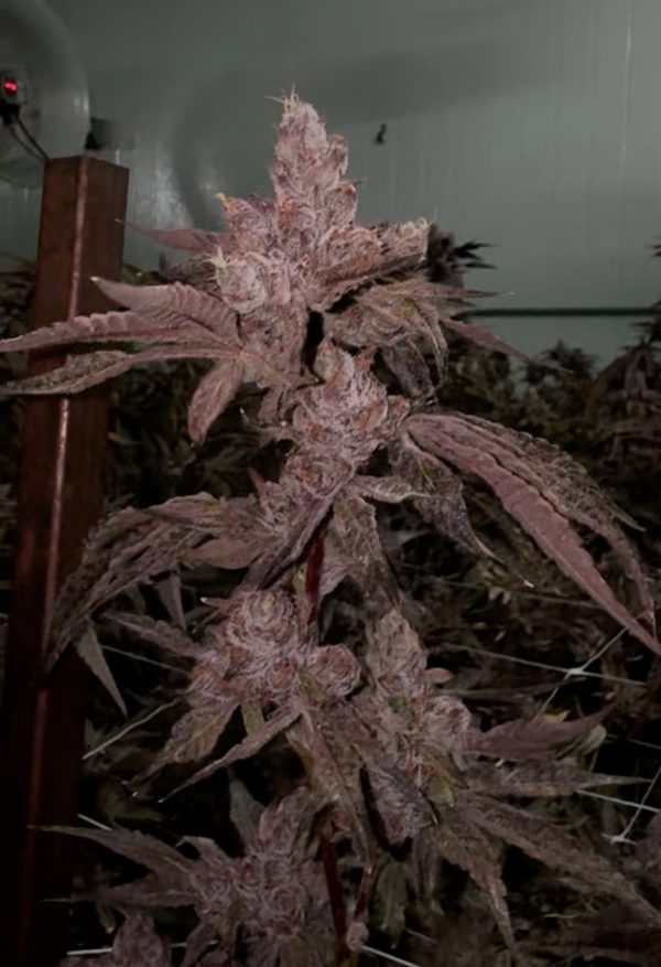 Lemon Cherry Gelato - Image 3