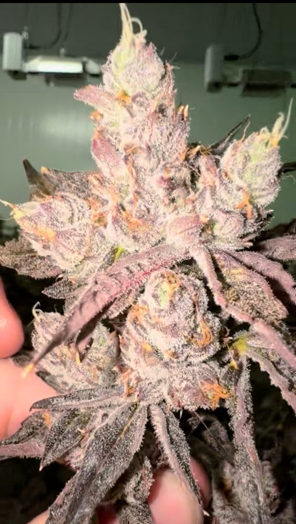 Lemon Cherry Gelato - Image 2