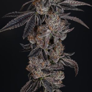 Lemon Cherry Gelato