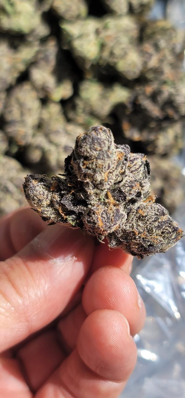 Lemon Cherry Gelato - Image 10