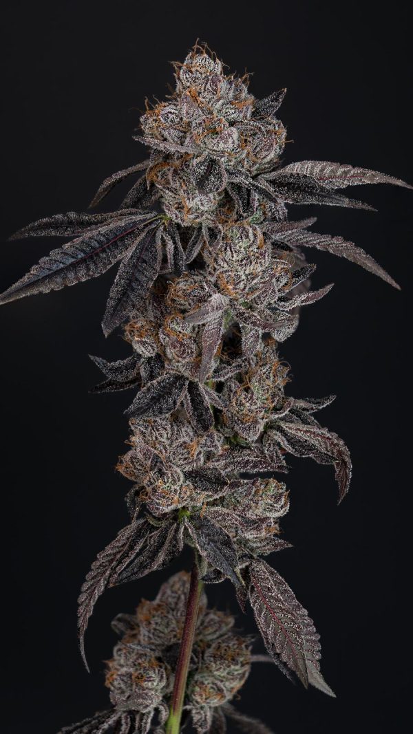 Lemon Cherry Gelato