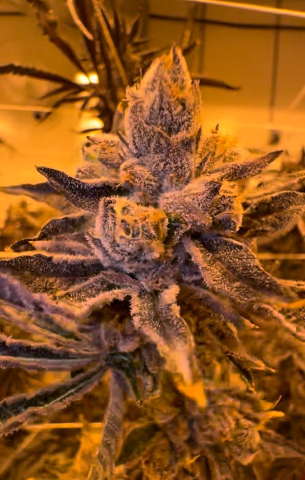 Lemon Cherry Gelato - Image 8