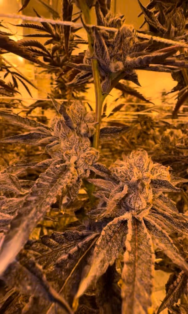 Lemon Cherry Gelato - Image 7