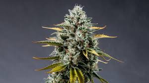 Mothers-Milk-31