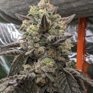 Pie Scream 27