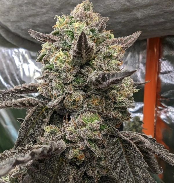 Pie Scream 27