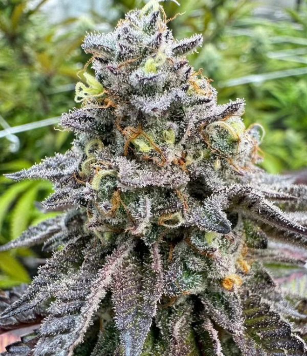Purple Ice Water