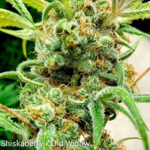Shishkaberry x Old Widow #8