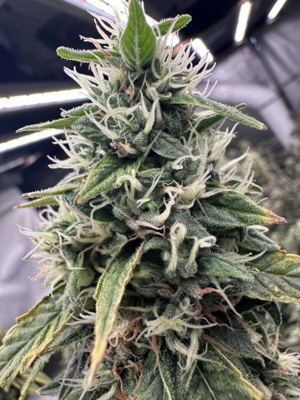 Sour Diesel Notsodog