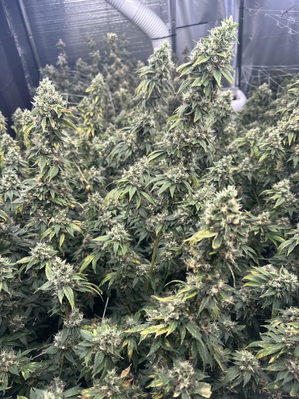 Sour Diesel (Notsodog) - Image 3