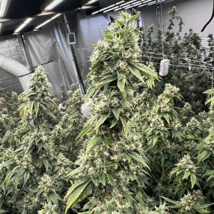 Sour Diesel Notsodog