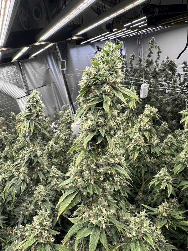 Sour Diesel Notsodog