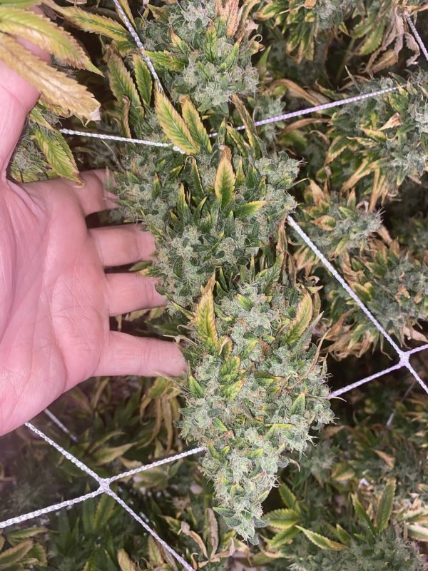 Sour Diesel Notsodog