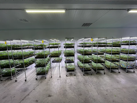 Premium Clones