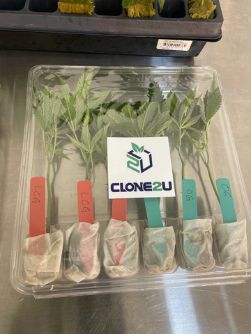Clones Shipped