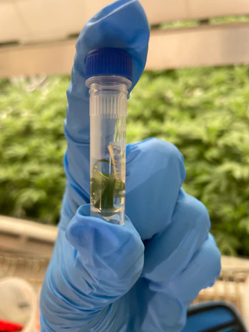 Clones Shipped