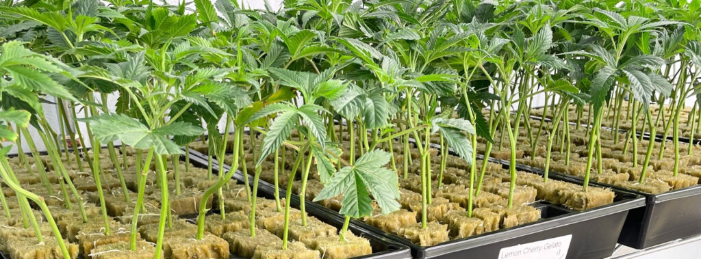 Shipped Cannabis Clones Usa